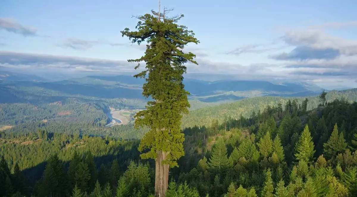 Amendă de 5.000 de dolari în SUA pentru cei care se apropie de cel mai înalt copac din lume