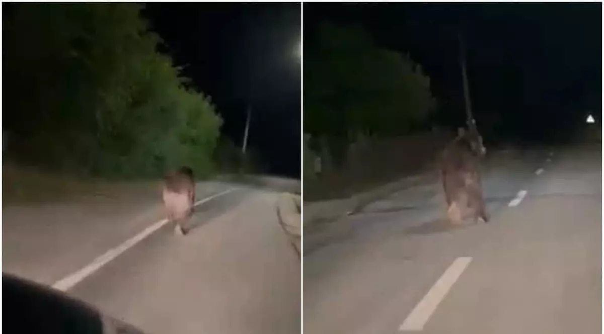 Urs de mari dimensiuni filmat în timp ce aleargă pe străzile unei localități din Alba - VIDEO