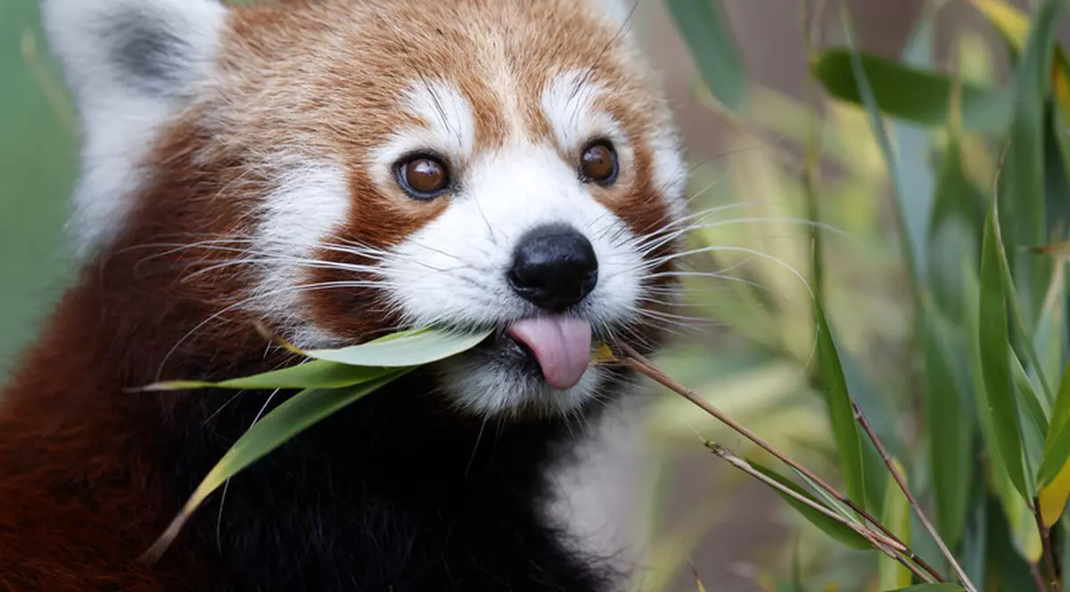 Un pui de panda roșu, specie pe cale de dispariție, s-a născut în grădina zoologică din Hertfordshire