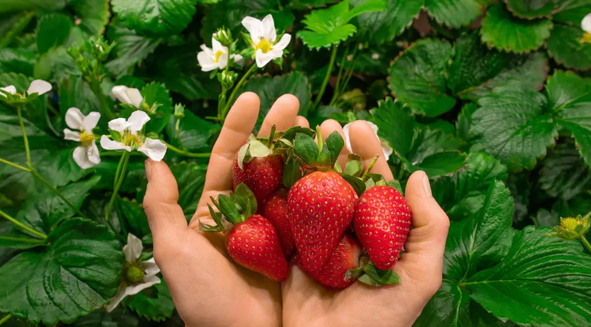 Căpșuni sau căpșune