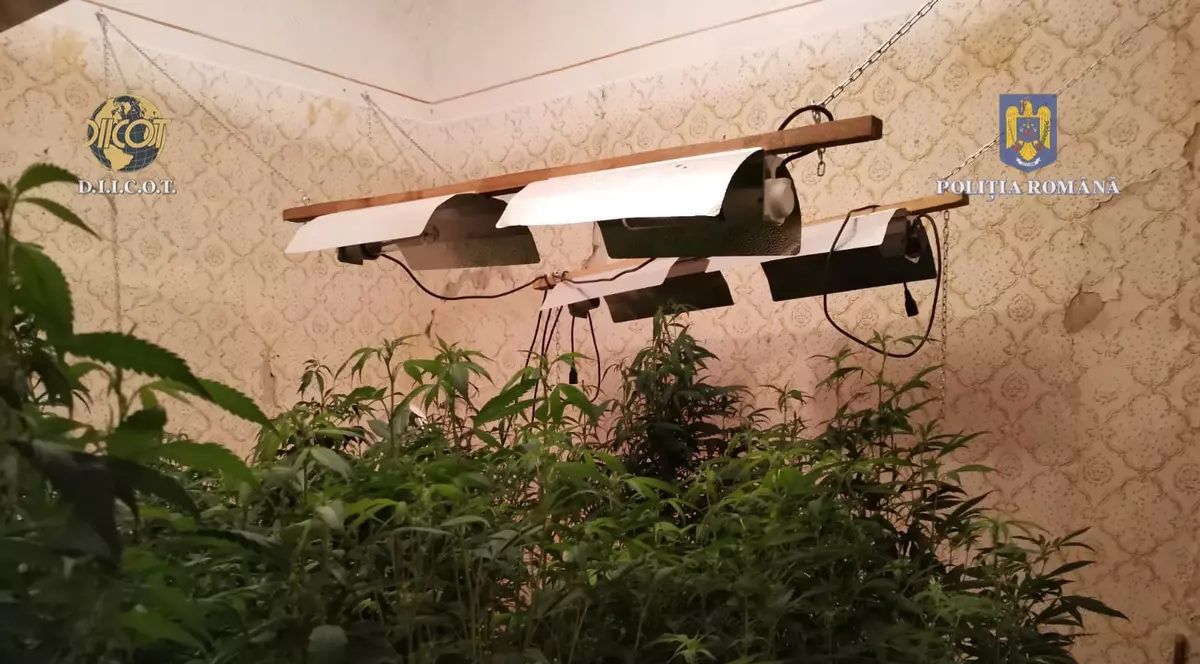 Laborator de prelucrare a canabisului, descoperit de DIICOT în Timiș. Patru indivizi, săltați de mascați și duși la audieri