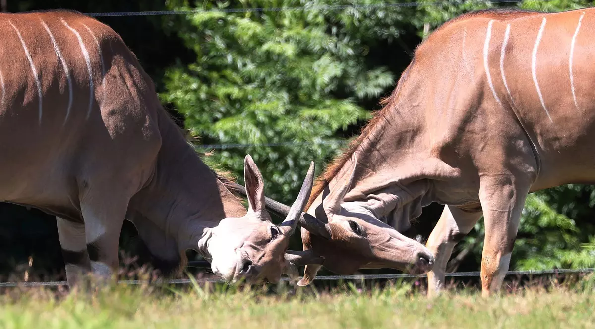 Român ucis de o antilopă într-un parc din Suedia. Animalul l-a înjunghiat de mai multe ori cu coarnele