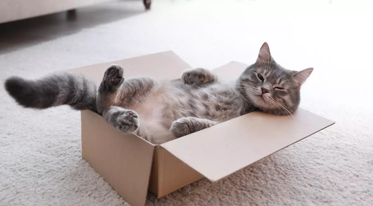 Pisicile au nouă vieți