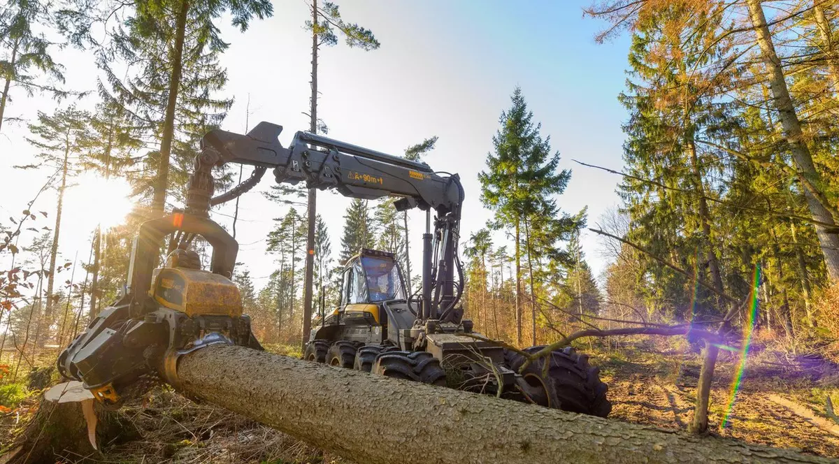 The New York Times: Cum își sacrifică pădurile seculare România și alte țări din Europa