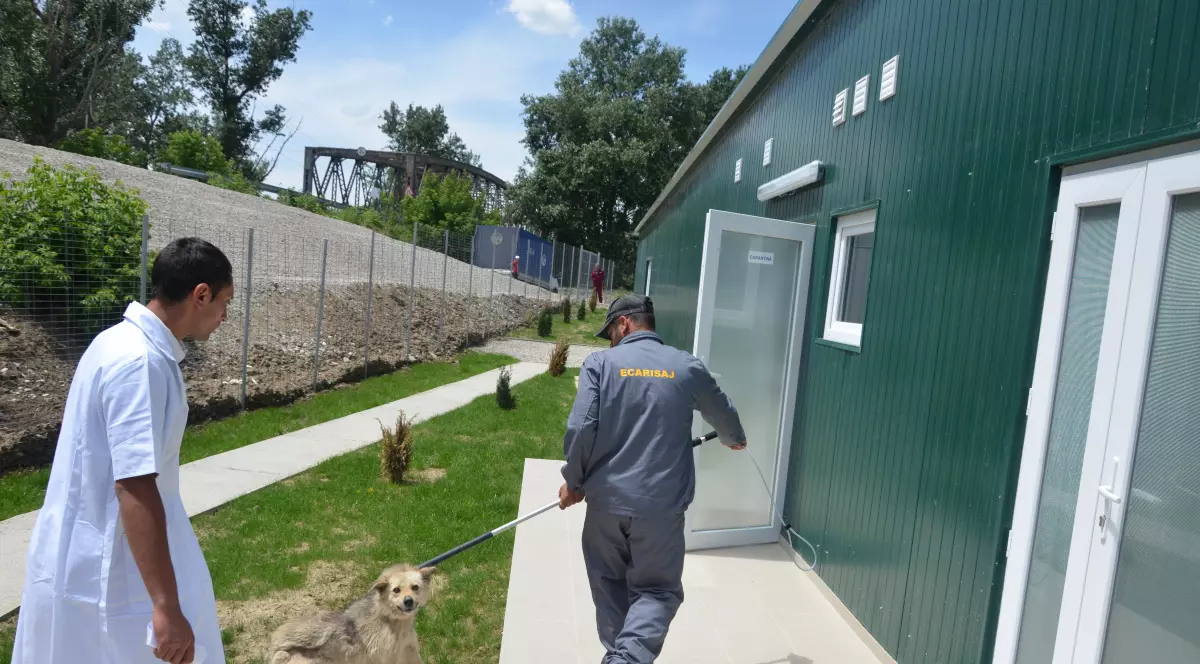 600 de câini maidanezi, eutanasiați în 2022 în Craiova