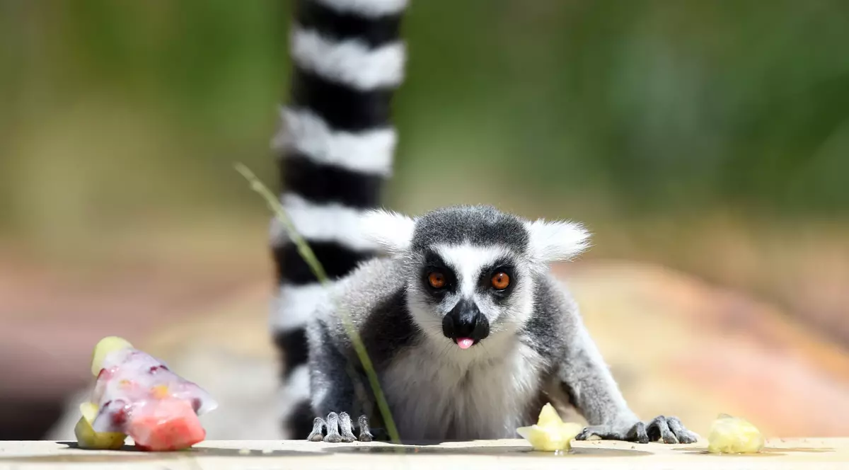 O grădină zoologică din Noua Zeelandă și-a dublat populația de lemuri cu coadă inelată. „Performanța" se datorează masculului Zeus