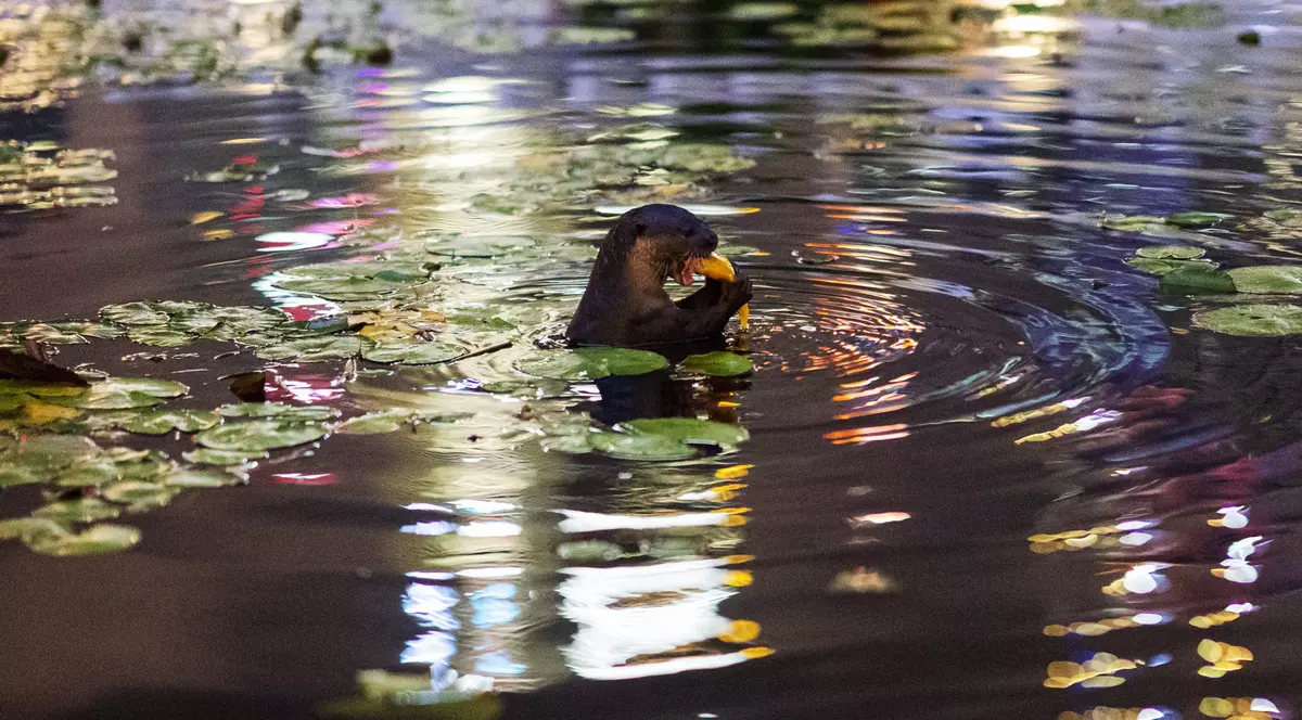 Singapore se confruntă cu o criză a vidrelor. Animalele s-au înmulțit și au început să atace oameni