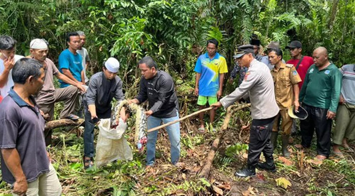 O femeie dată dispărută în Indonezia a fost găsită în burta unui piton