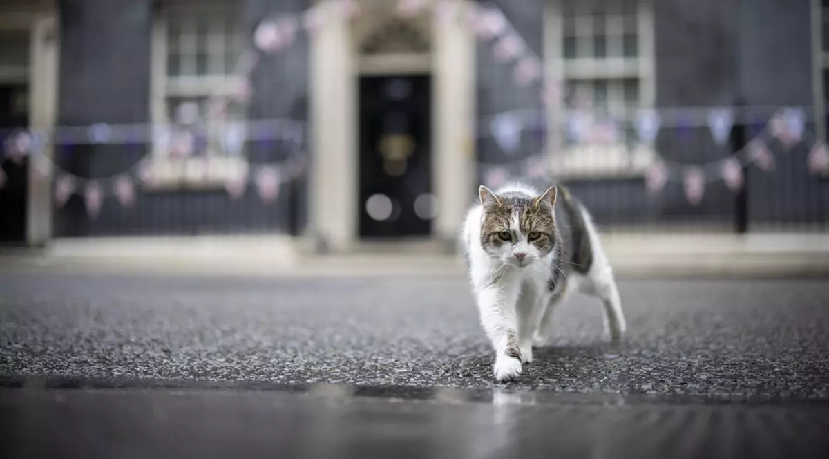 Motanul Larry a gonit o vulpe care se plimba prin fața reședinței premierului britanic  | VIDEO