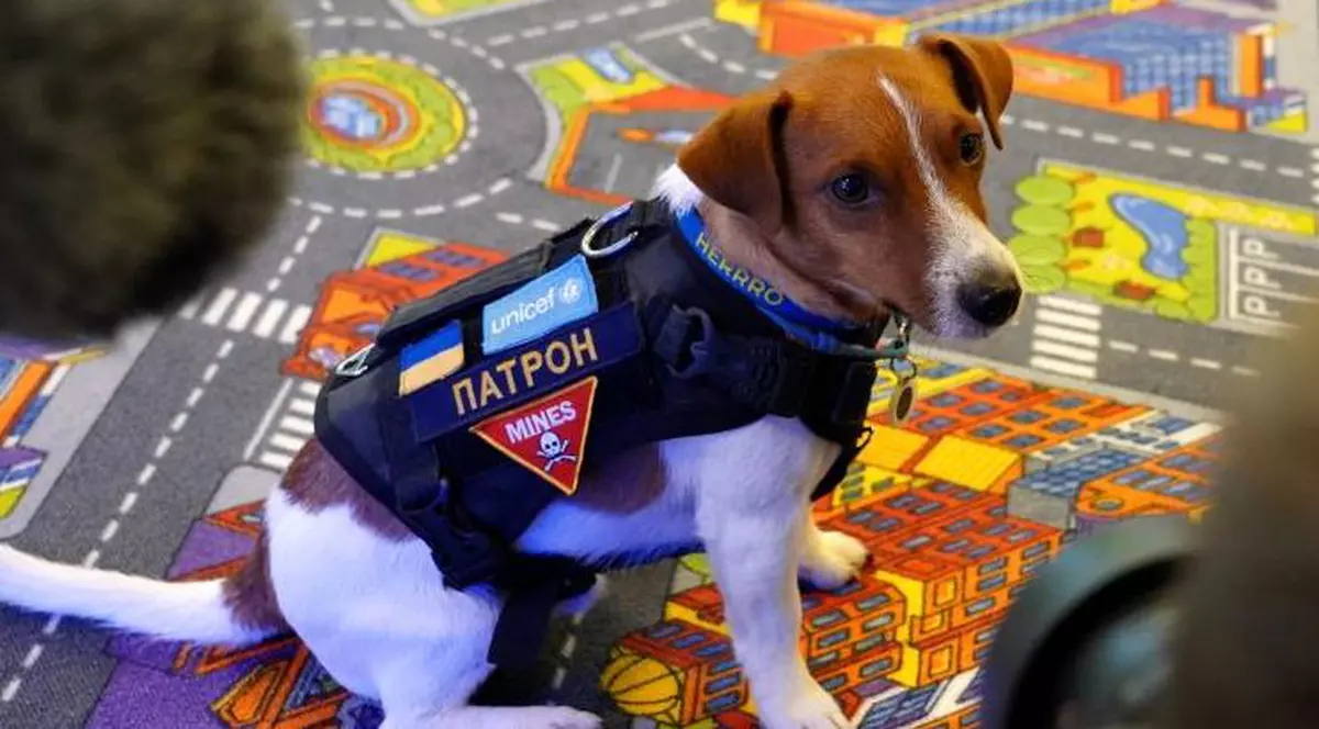 Patron, cățelul care ajută la deminarea Ucrainei, a fost declarat ambasador UNICEF al Bunăvoinței