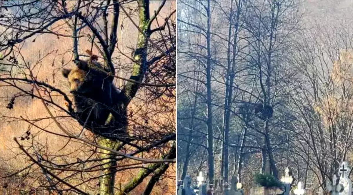 Ursul care s-a suit într-un copac din cimitirul din Azuga, lăsat să coboare după 6 ore. Autoritățile au securizat zona