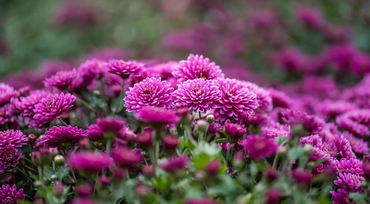 Flori de grădină cu talie mică