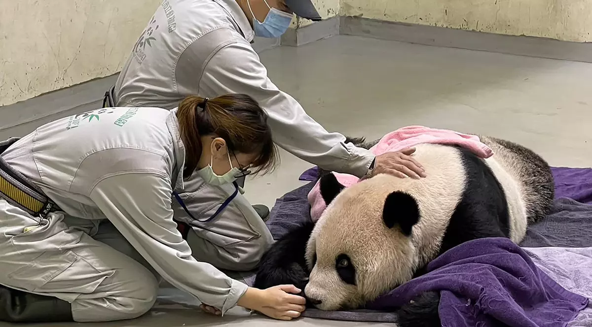 Un panda gigant dăruit Taiwanului de către China în urmă cu 14 ani a murit. Ce a simbolizat Tuan Tuan