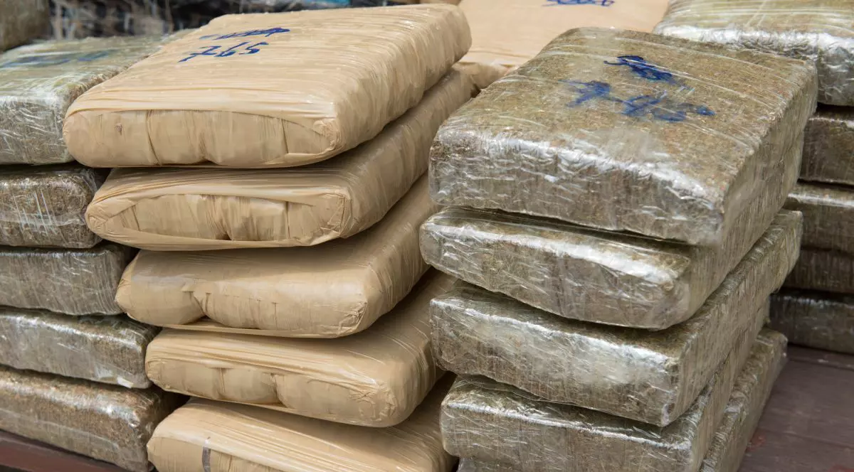 200 de kilograme de droguri confiscate au dispărut dintr-un depozit, în India. Poliția spune că le-au mâncat șobolanii