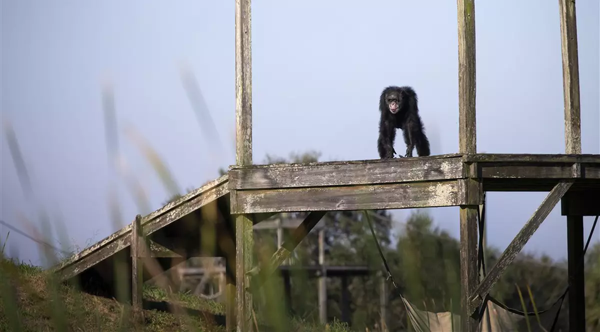 Trei cimpanzei scăpați de la o grădină zoologică din Suedia, împușcați mortal de autorități