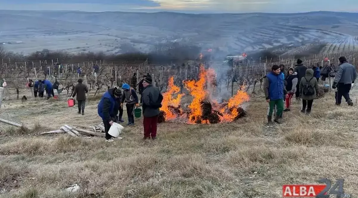 Ziua unică din an în care se culeg la Jidvei strugurii de gheață. Secretul și munca din spatele „vinului  papal”