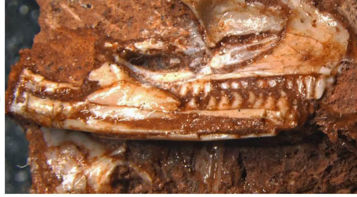 O fosilă găsită într-un dulap se dovedește a fi cel mai vechi strămoș al șopârlelor