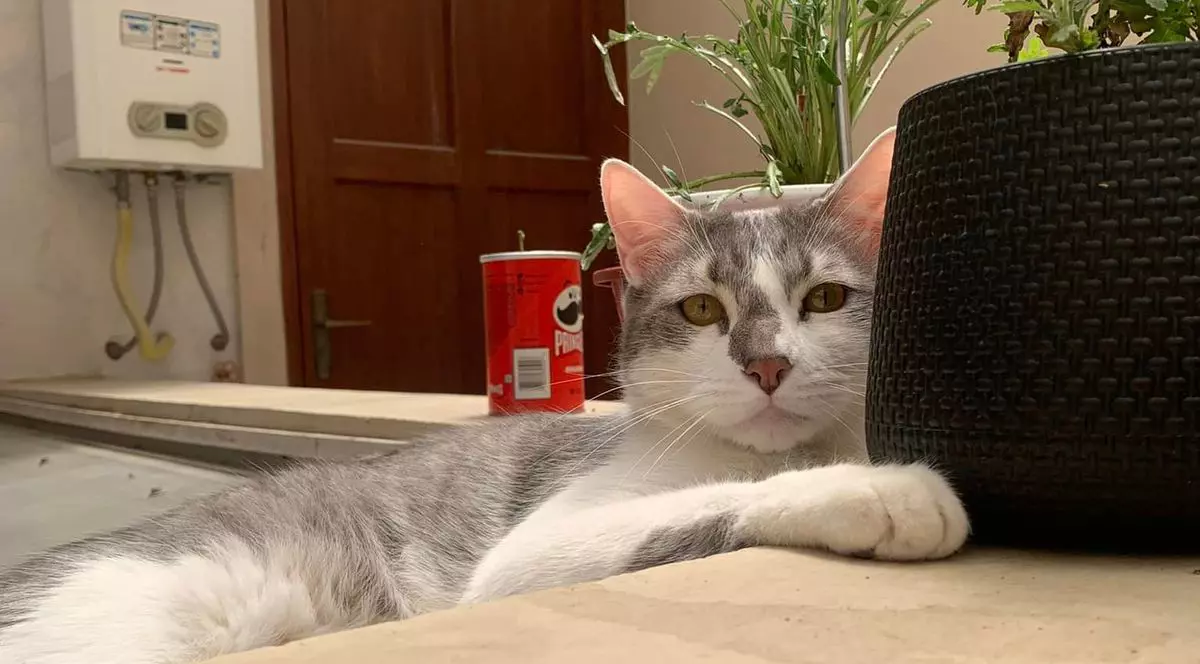 Douăzeci de avocaţi vor apăra în justiţie drepturile unui motan pierdut de o companie aeriană