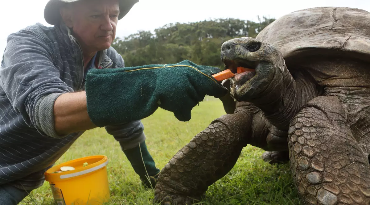 Cea mai bătrână țestoasă gigantică din lume se pregătește pentru aniversarea a 190 de ani de viață
