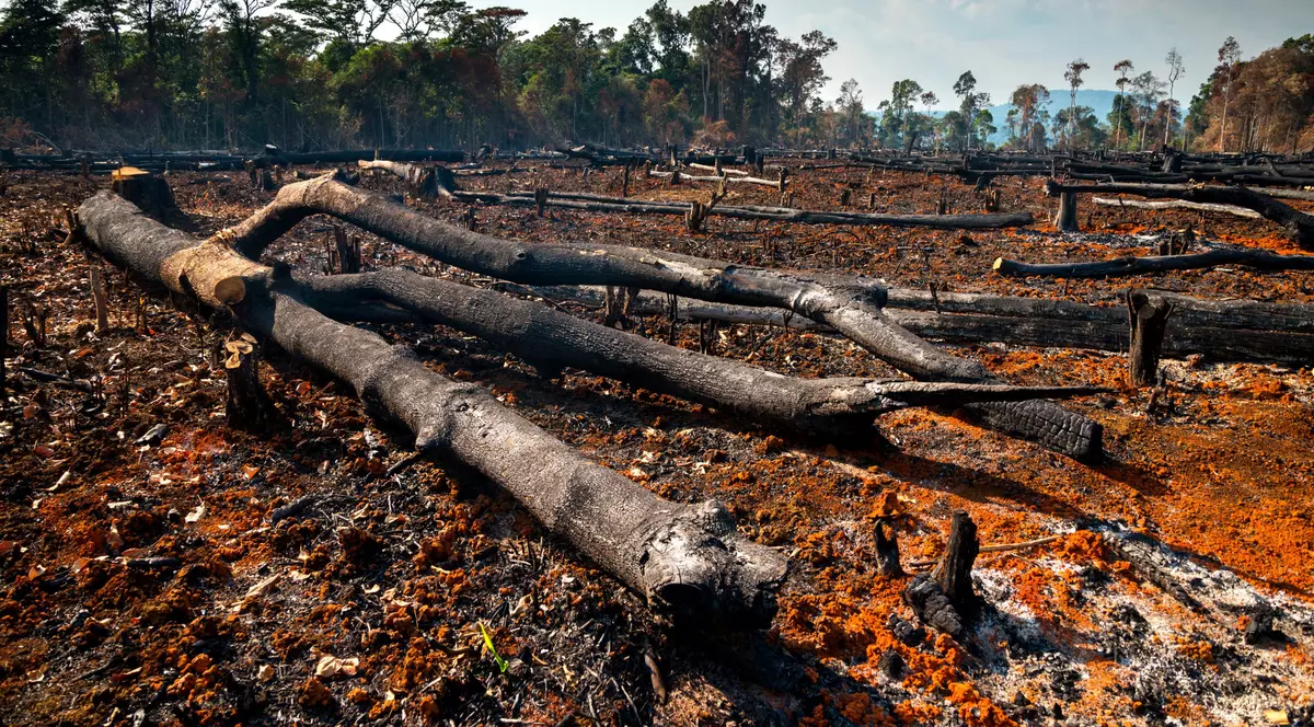 „Umanitatea a devenit o armă de extincție în masă”. ONU cere „un pact de pace cu natura” la COP15