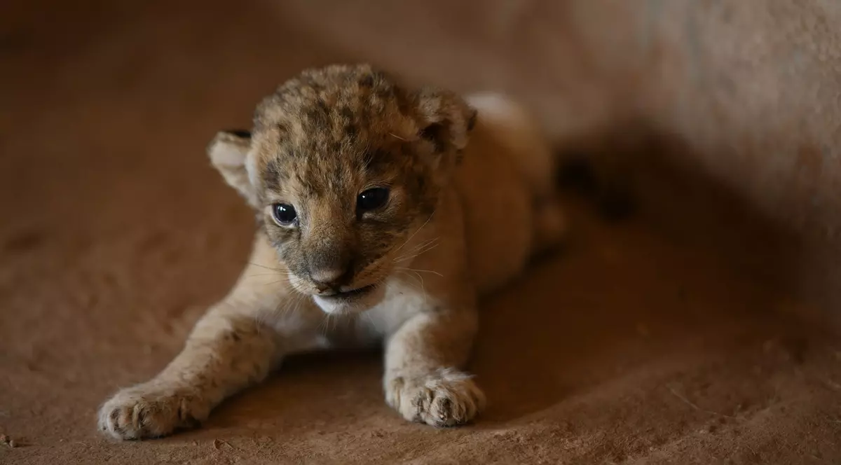 Un moldovean a primit cadou un pui de leu pentru că a ajutat refugiați din Ucraina. Ce s-a întâmplat cu micuța felină