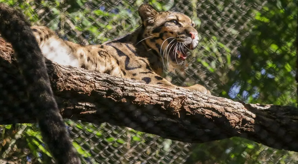 Un leopard pătat scăpat de la grădina zoologică din Dallas a fost prins după șase ore. A fost căutat cu trupele speciale