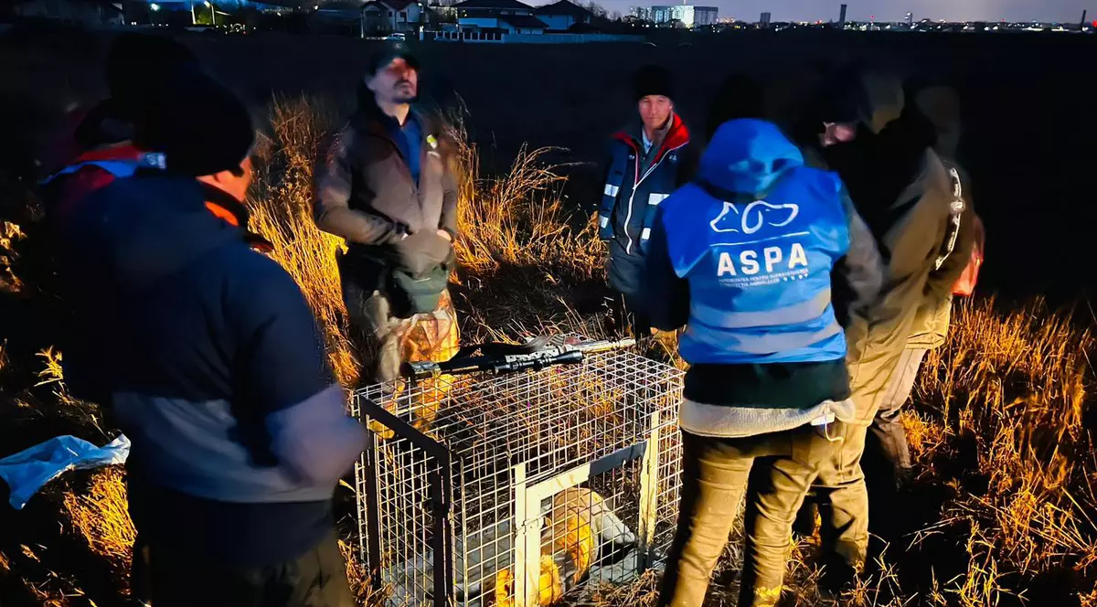 ASPA anunță că a prins 14 câini de lângă Lacul Morii, după moartea femeii atacate de o haită. „Majoritatea, câini ieșiți din curți”