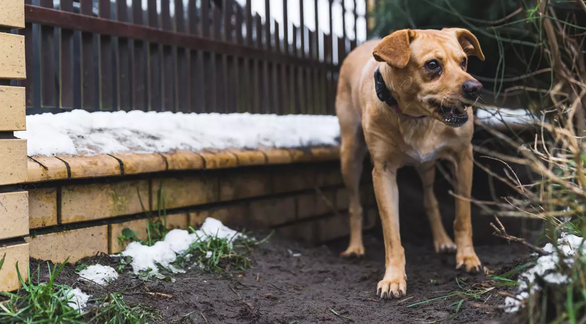 Un japonez și un copil de 4 ani, alte două persoane care au murit în urma atacurilor maidanezilor din București