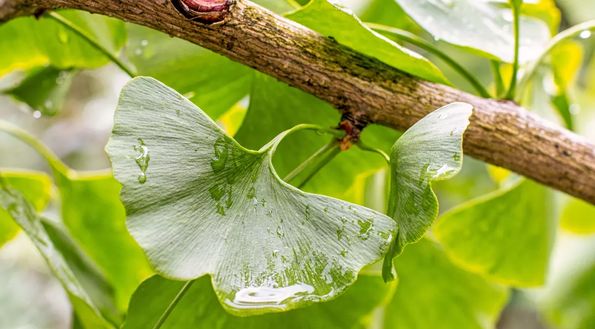 Ce e ginkgo biloba și ce beneficii are