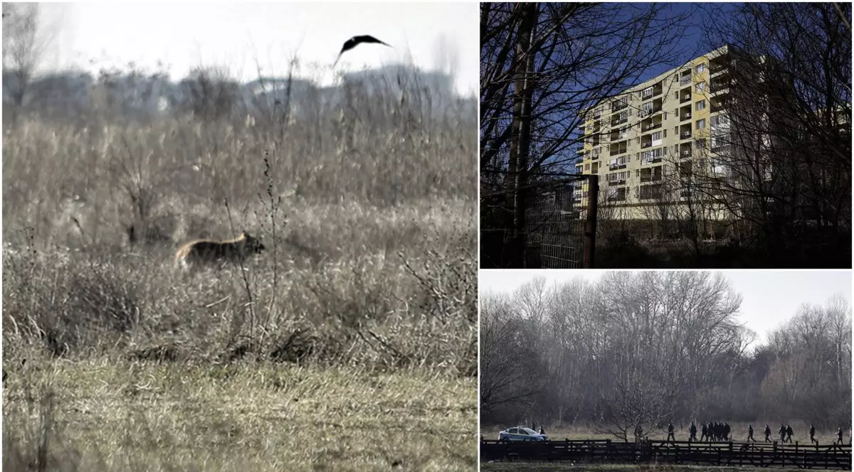 REPORTAJ. Giulești-Sârbi, cartierul de lângă Lacul Morii în care oamenii sunt atacați de câini. Vecinii femeii care a murit sfâșiată: „În timp ce ai mei sunau la 112, cei de la ASPA îmi ziceau să revin luni”