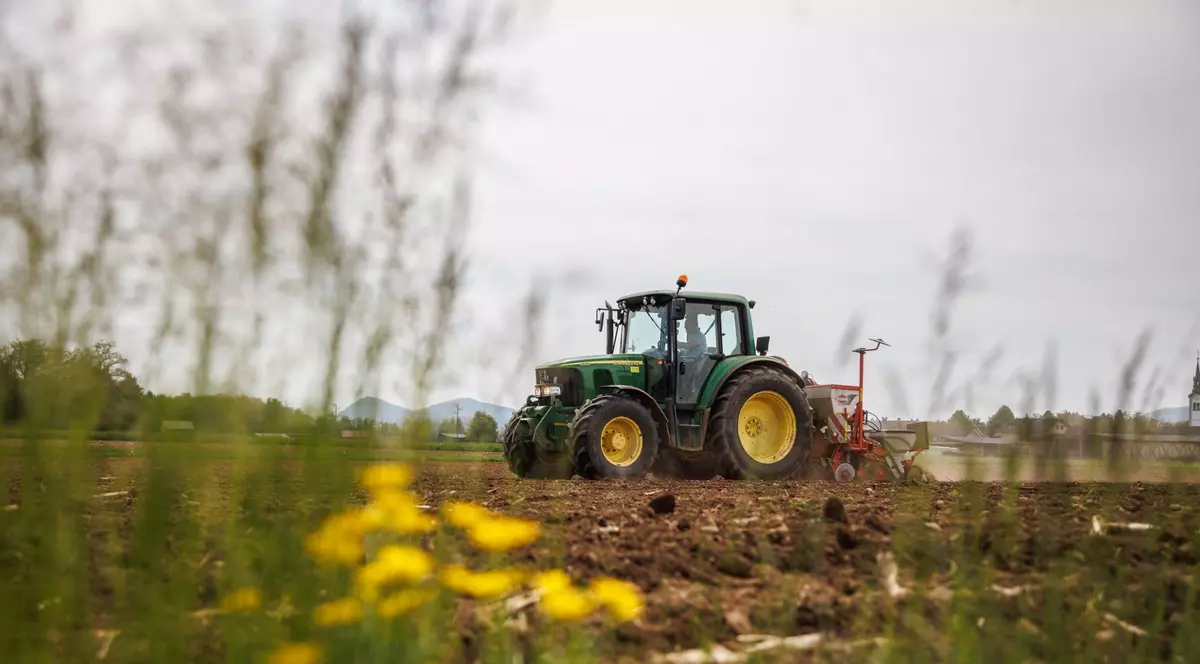 Fermier din Satu Mare, acuzat că a călcat cu tractorul zeci de oi care pășteau pe cultura sa de grâu