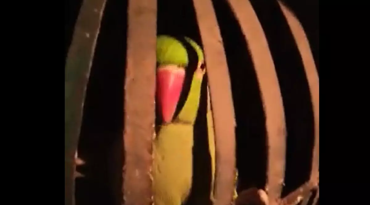 Ofițeri de poliție indieni au „interogat” un papagal, în încercarea de a afla detalii despre mafia alcoolului din oraș