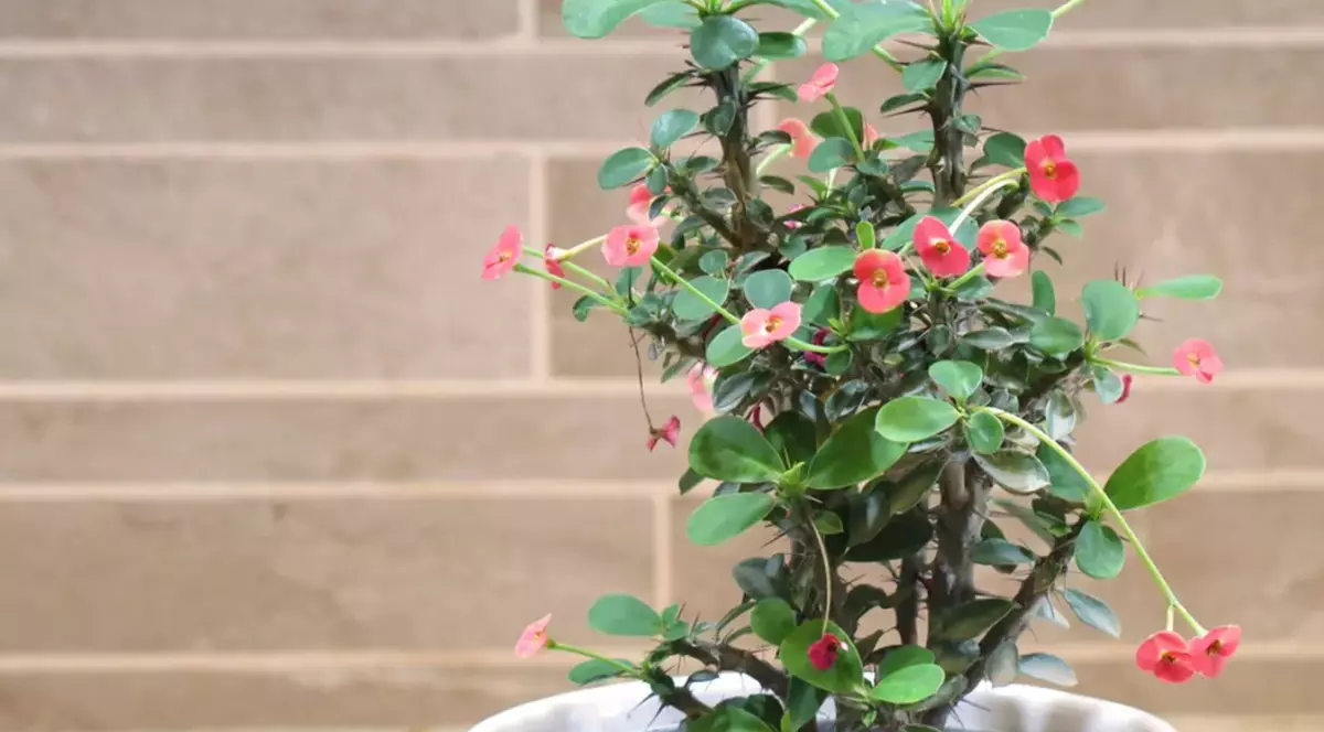 Plante care aduc ghinion în casă, după regulile feng shui