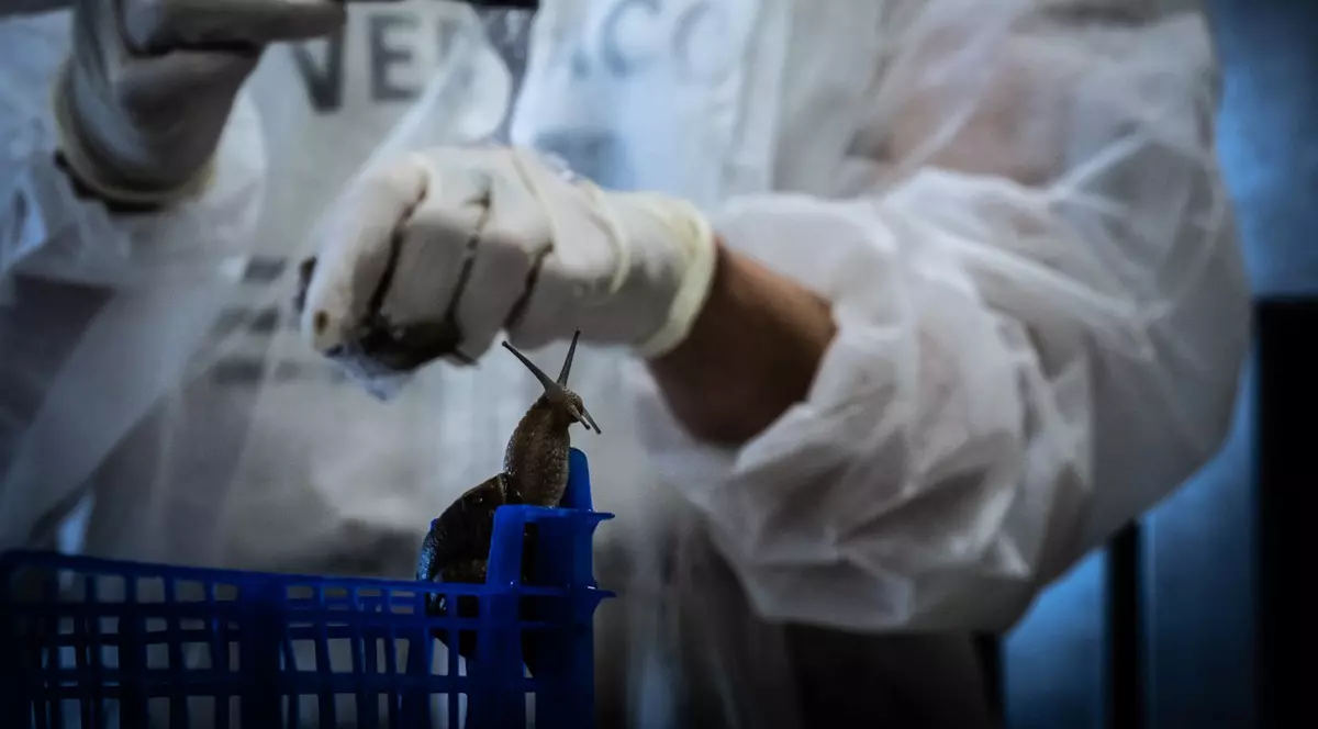 Oamenii de știință din China au conceput un hidrogel pe bază de mucus de melc pentru vindecarea rănilor