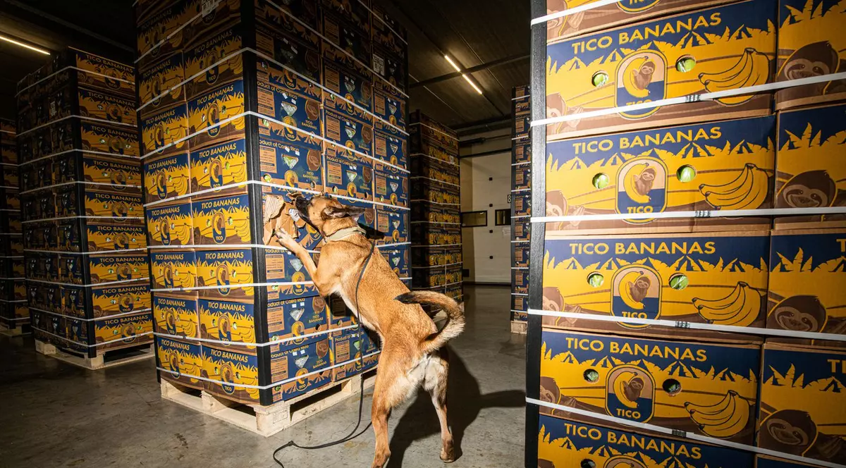 Cantitate record de cocaină confiscată în Antwerp în 2022. Portul belgian a devenit principala poartă de intrare a drogurilor în Europa