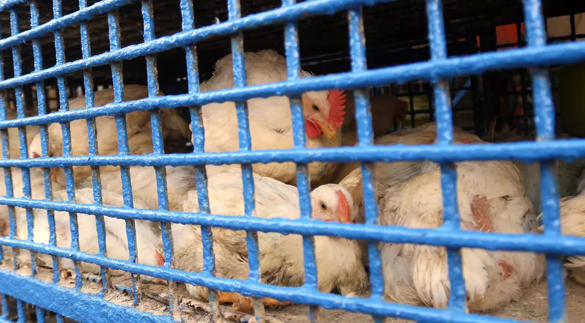 Gripa aviară se răspândește în noi țări și pune la grea încercare crescătorii de păsări de pe toate continentele