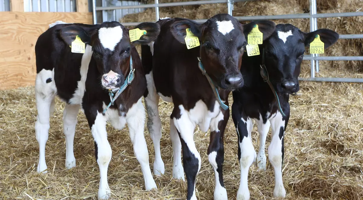 China anunță că a clonat „super-vaci”, care vor da o cantitate-record de lapte, într-o încercare de a reduce dependența de importuri