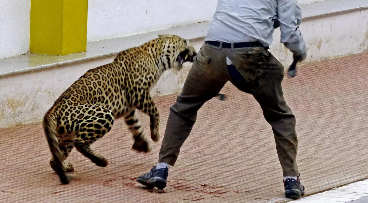 Un leopard a intrat într-un tribunal din India și a atacat mai multe persoane. Cel puțin șase oameni au fost răniți