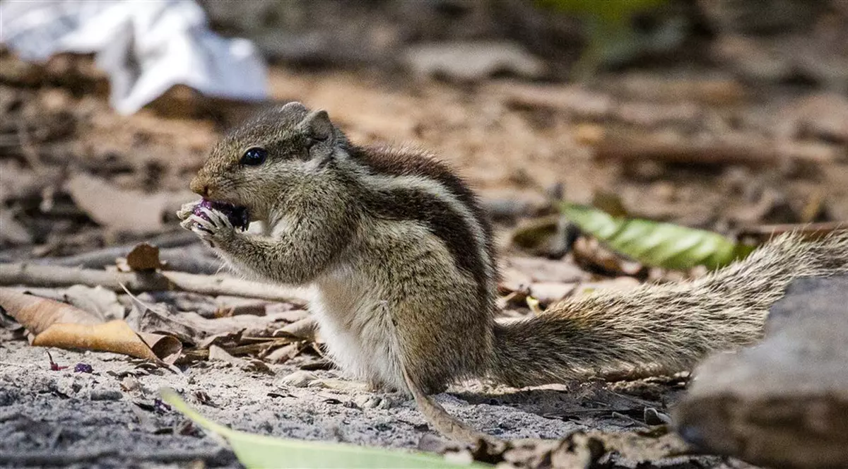 Un grup de veverițe a fost antrenat pentru detectarea drogurilor, în China. Cum s-au descurcat când au fost testate