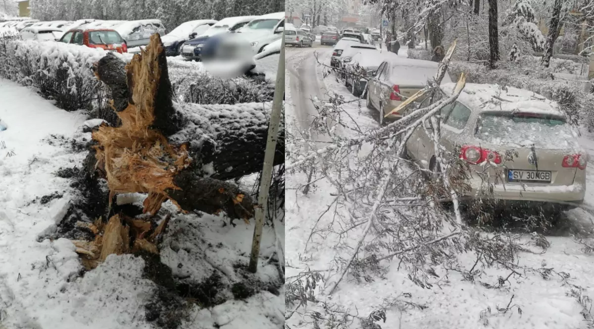 Copaci căzuţi pe carosabil şi maşini din cauza vântului şi zăpezii în Suceava