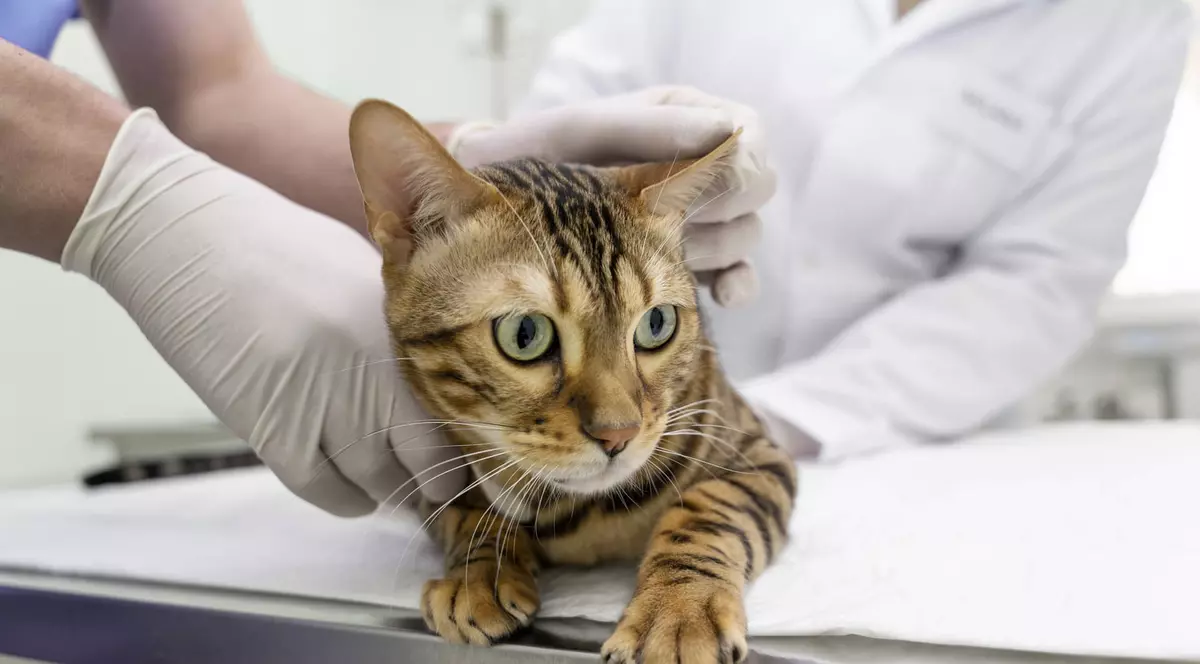 o pisică tigrată, pe masa unui medic veterinar, care are mănuși în mâini și palpează felina