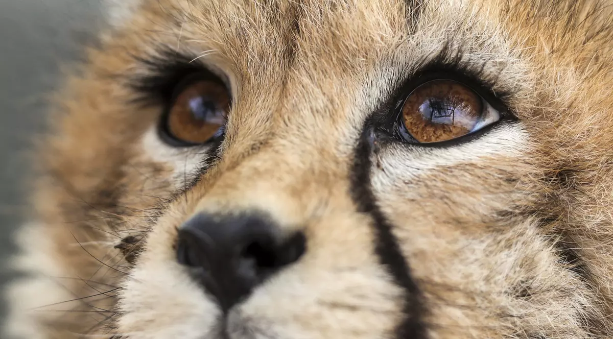 A murit ultimul pui de ghepard asiatic născut în captivitate, în Iran. Specia este pe cale de dispariție