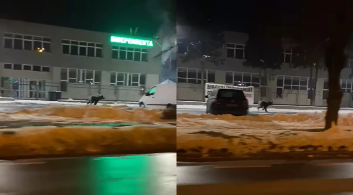 Un urs a fost filmat în timp ce alerga pe străzile din Sibiu. A fost emis mesaj Ro-Alert, iar animalul este căutat de autorități | VIDEO