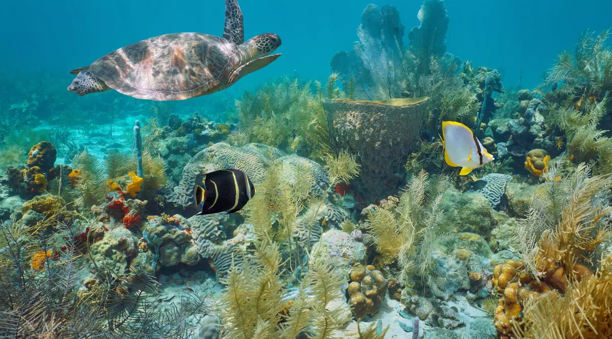 După aproape două decenii de discuții, țările ONU au ajuns la „un acord istoric” pentru protejarea oceanelor. Ce au decis