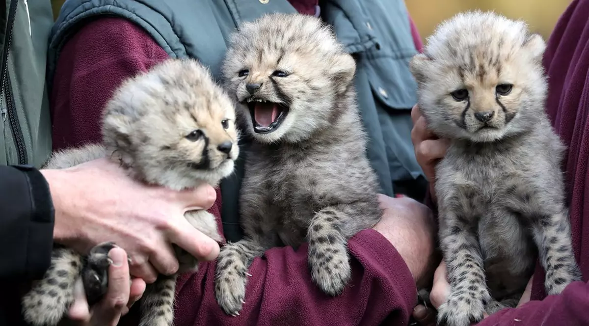 Patru pui de ghepard s-au născut în India, la șapte decenii de la dispariția speciei în această țară