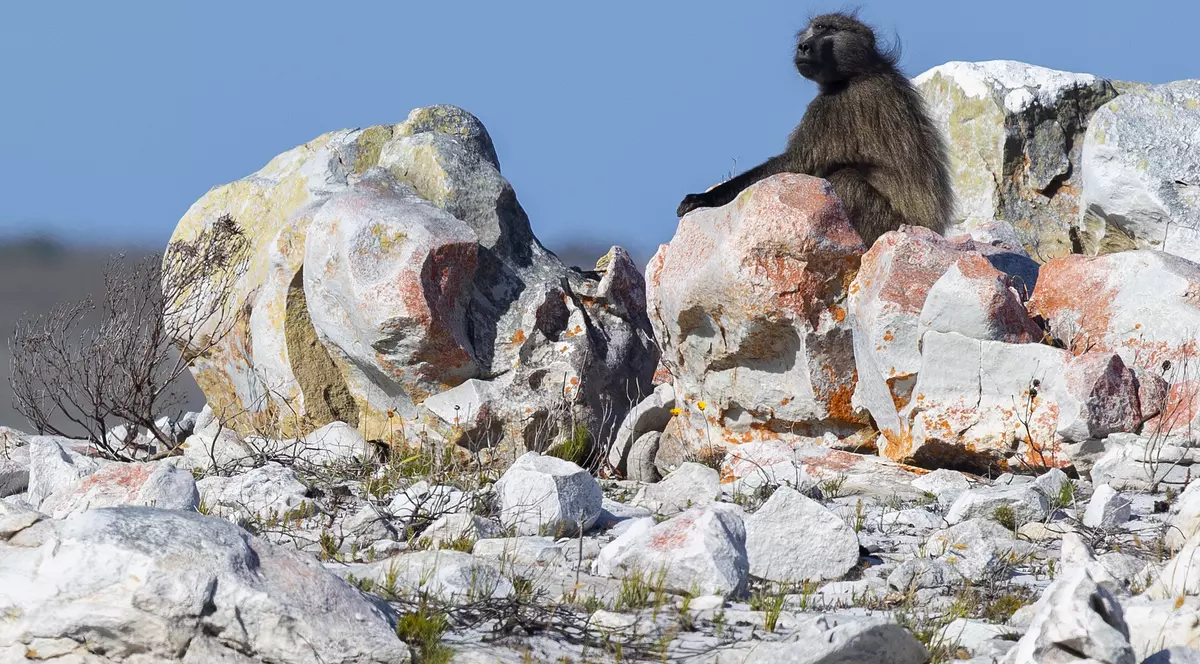 Babuinii au atacat cu bolovani un grup de alpiniști, în Africa de Sud. Patru oameni au fost răniți