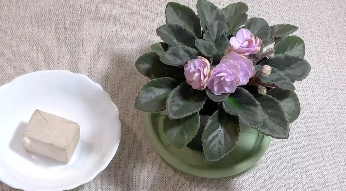 De ce să folosești drojdia pentru florile din ghivece