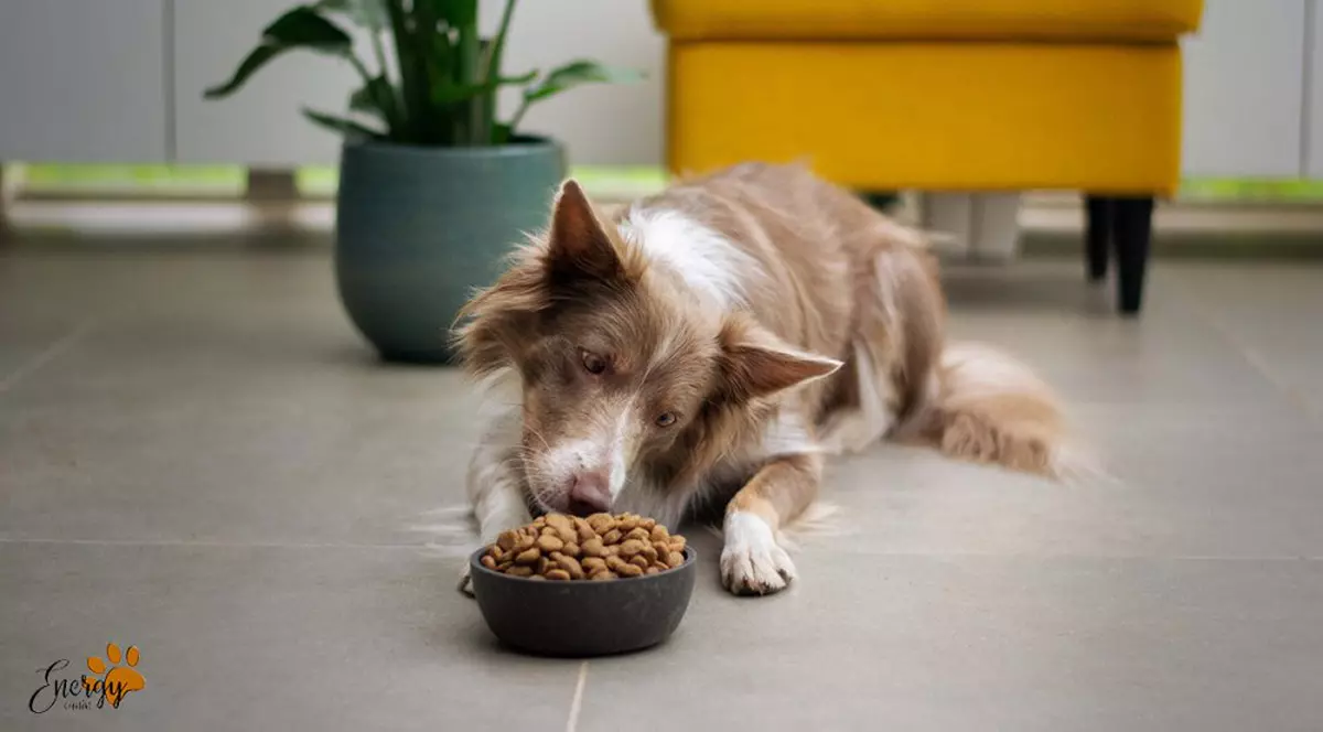 Mâncare pentru câini în stocul EnergyCanin - alegeți ce este mai bun pentru patrupedul dumneavoastră