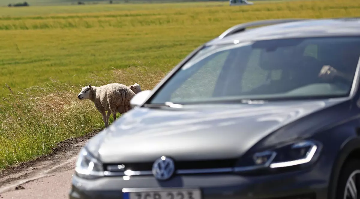 Șofer român prins cu patru oi și un miel pe bancheta din spate a mașinii, la un control, pe o șosea de lângă Bruxelles