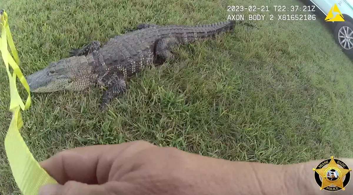 Un aligator l-a mușcat pe un bărbat din Florida imediat după ce acesta a deschis ușa. „L-am surprins la fel de mult cum m-a surprins el pe mine"